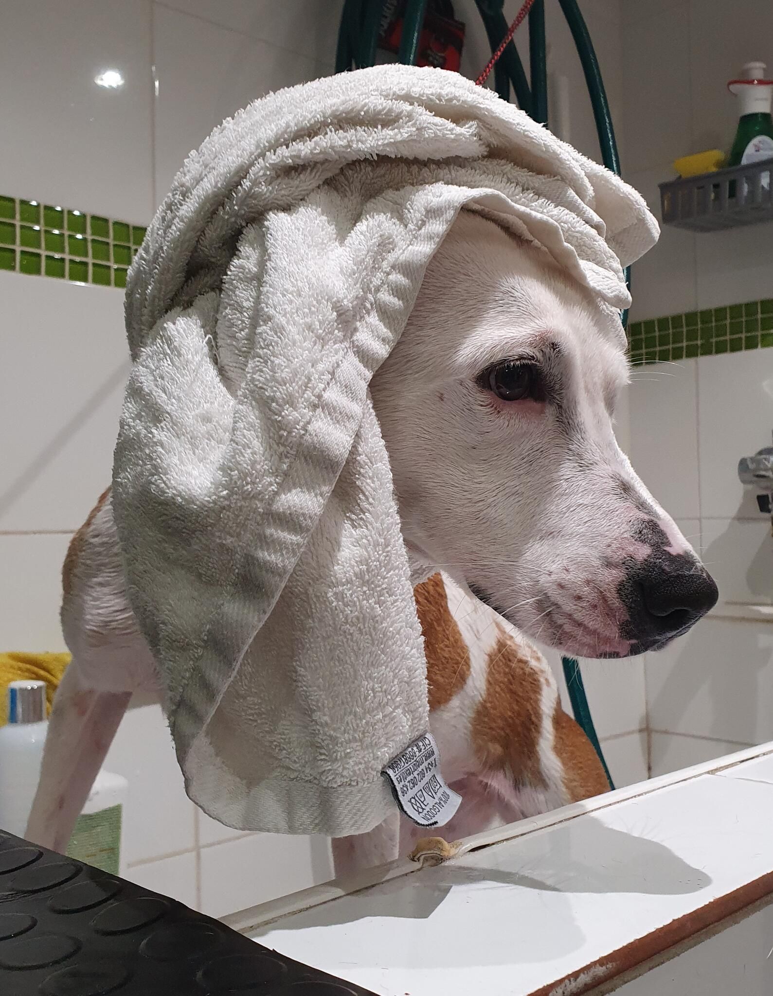Perro blanco y canela con una toalla sobre la cabeza después del baño