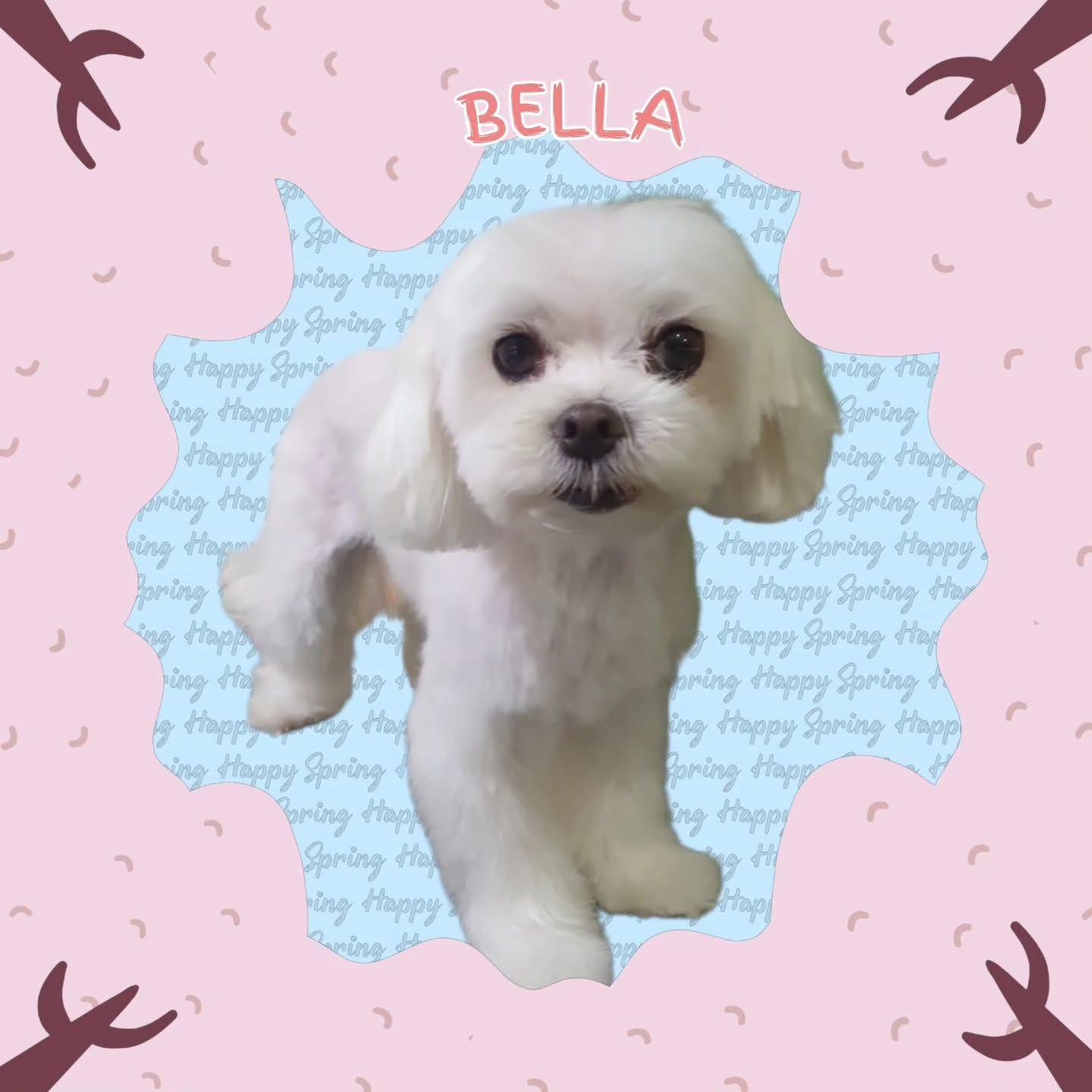 Bella, una maltesa blanca recién arreglada, sobre un fondo rosa con su nombre