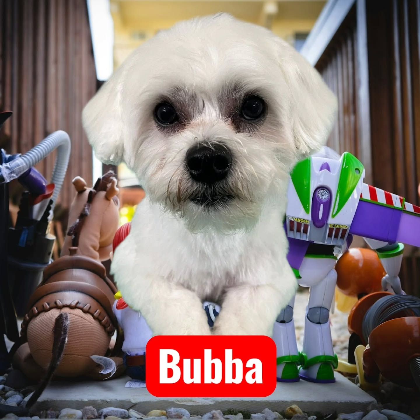 Bubba, un maltés blanco con el pelo recién cortado, mirando a cámara