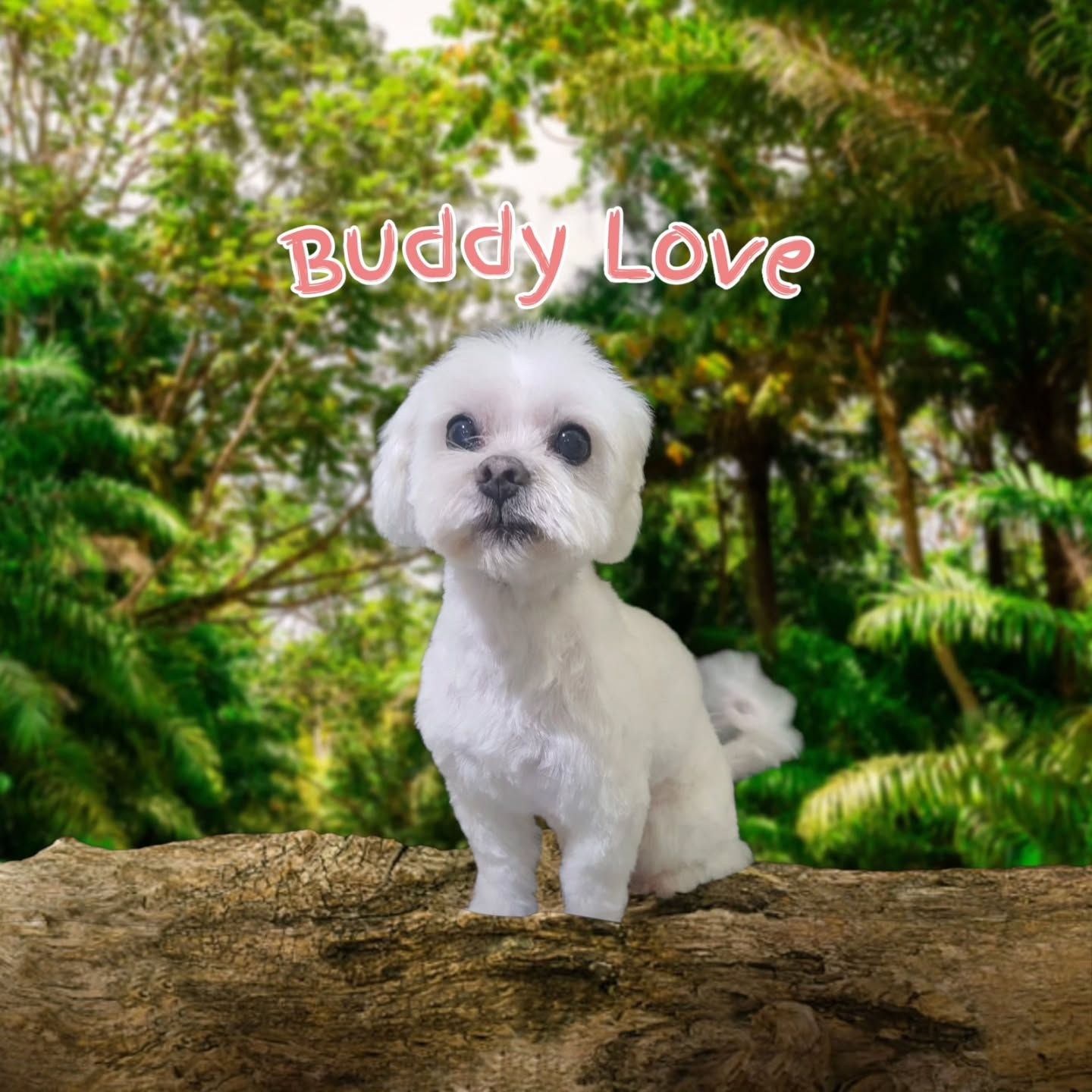 Buddy, un maltés blanco recién arreglado, sobre un fondo de selva