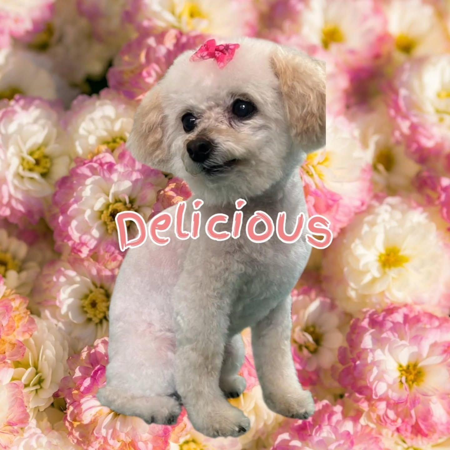 Caniche toy de color crema con un lazo rosa, sobre un fondo de flores