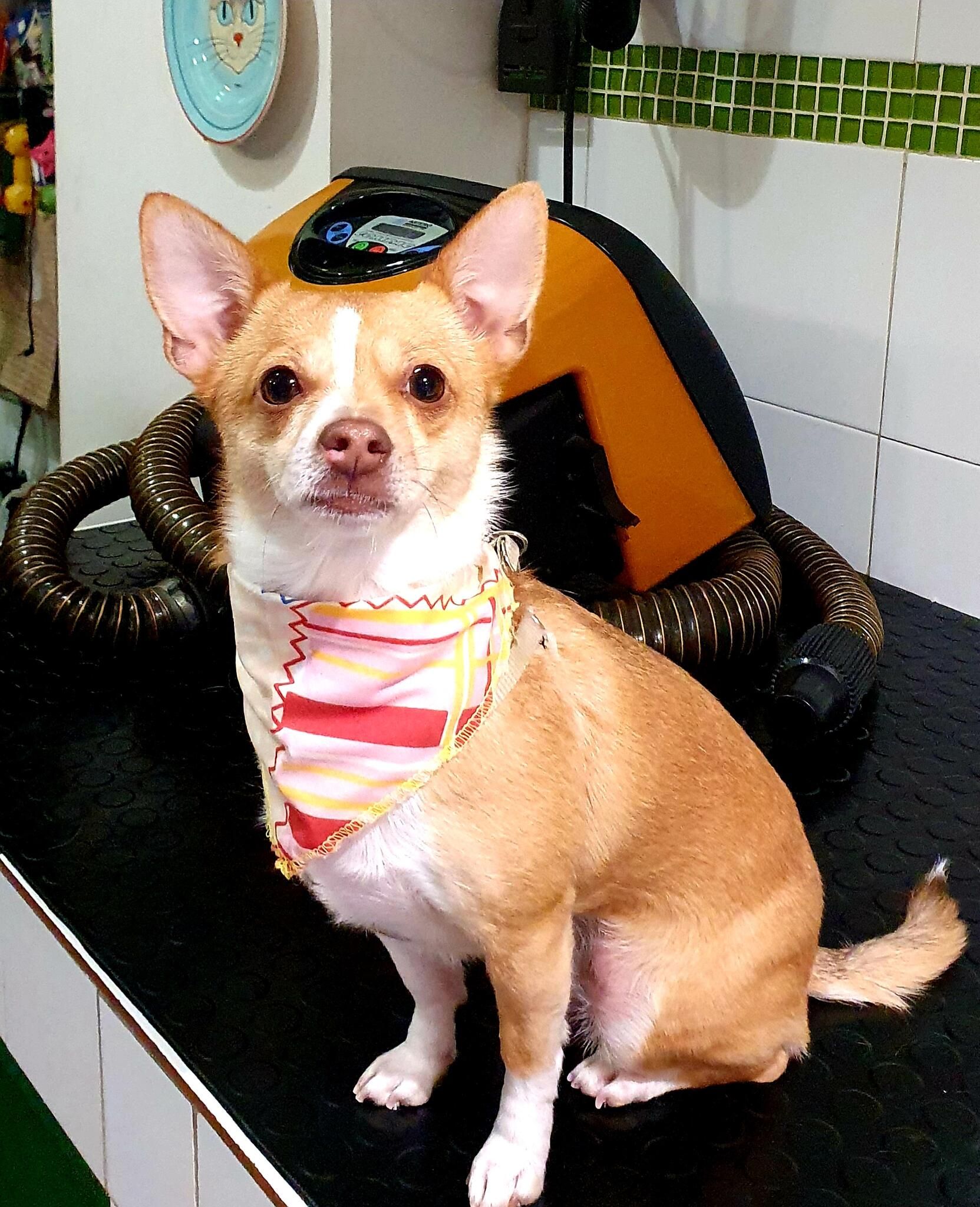 Chihuahua con pañuelo de rayas sentado en la mesa de peluquería, junto al secador