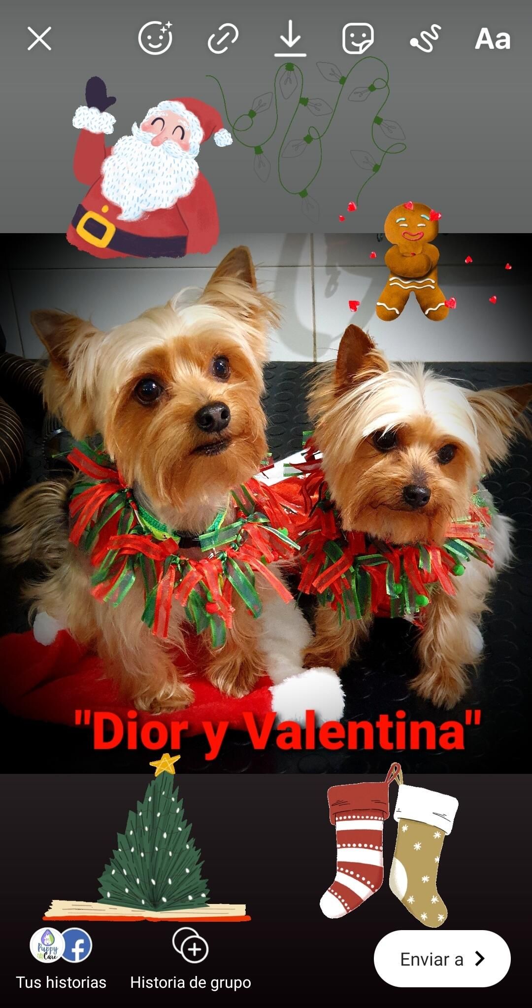 Dior y Valentina, dos yorkshires con collares de espumillón navideño