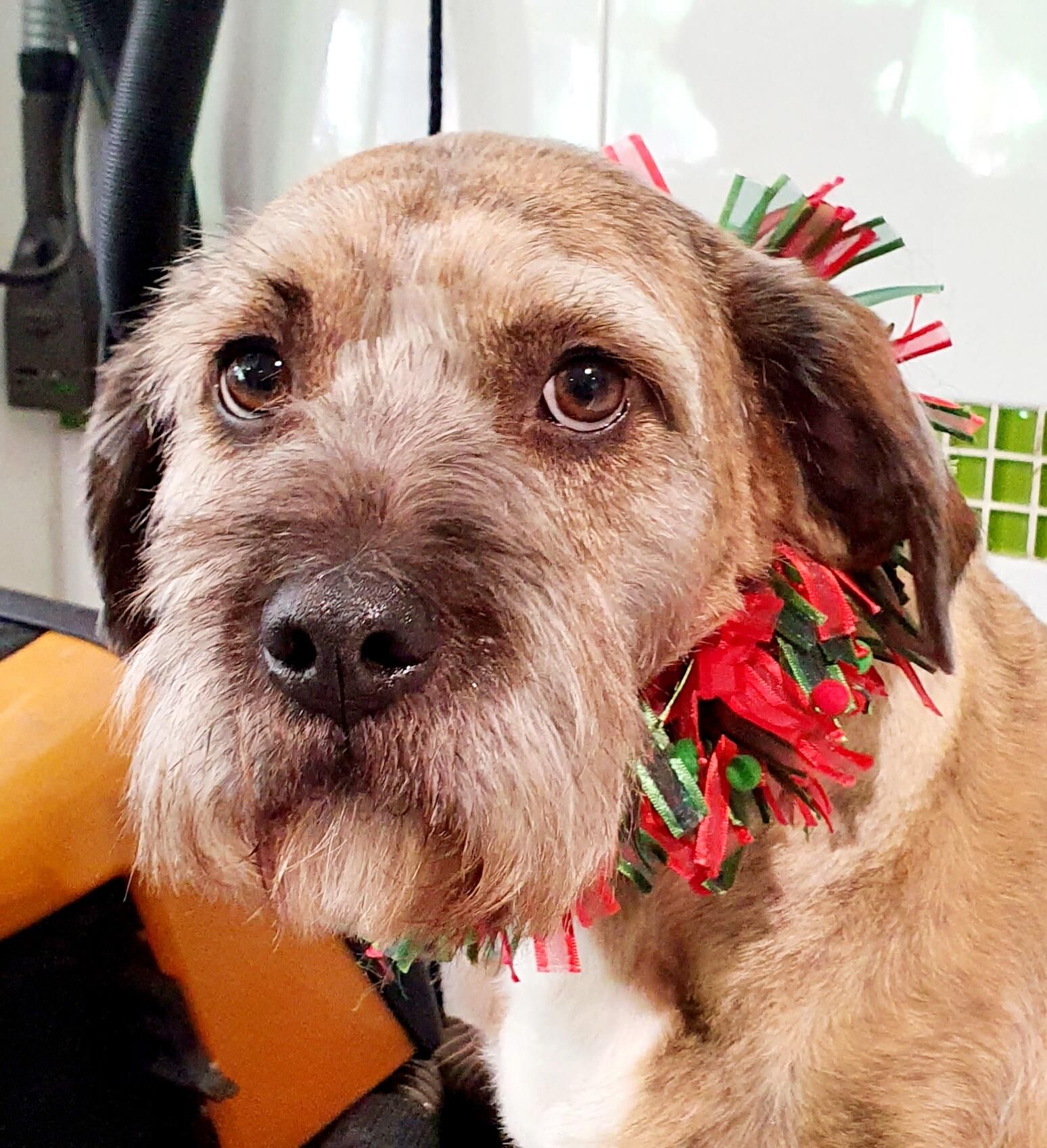 Perro mestizo de pelo duro con un collar de espumillón rojo y verde