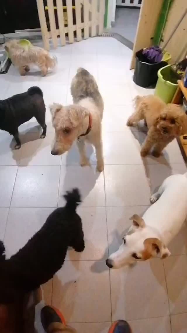 Varios perros pequeños juntos en la sala de la guardería al final del día