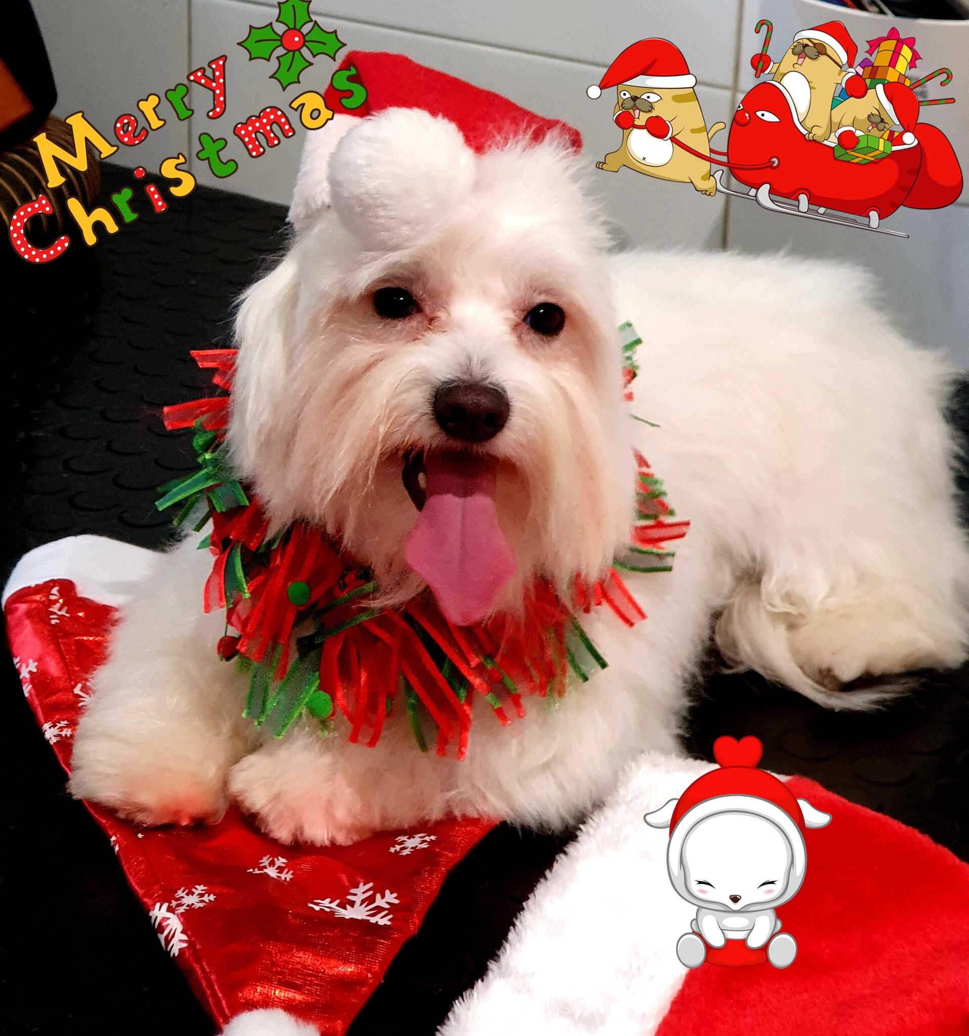 Maltés blanco recién arreglado con un collar navideño, sacando la lengua
