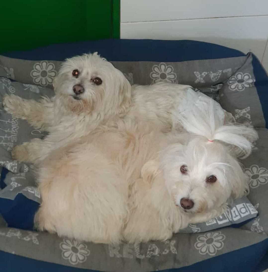 Dos malteses blancos tumbados juntos en una cama grande