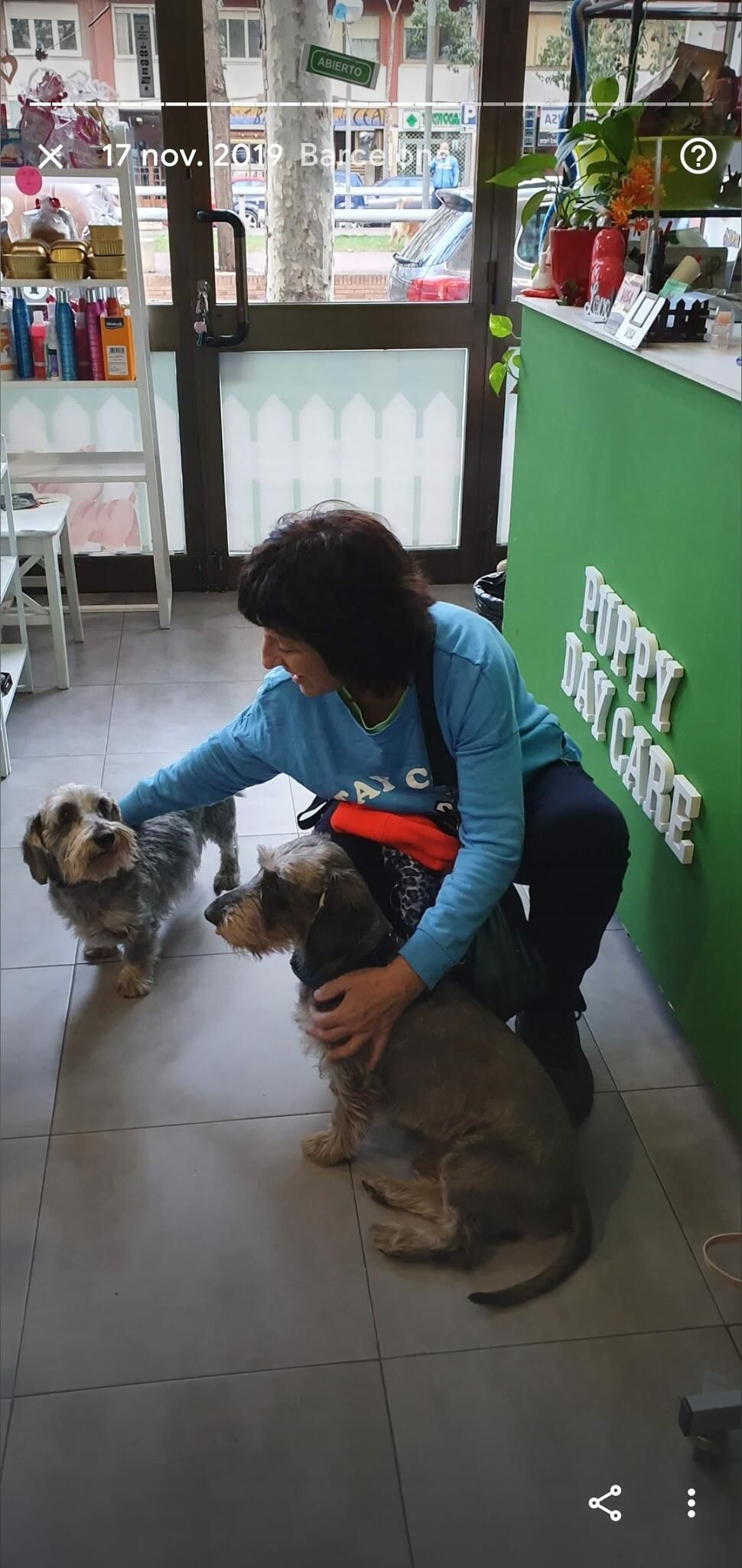 Una cuidadora saluda a dos schnauzers junto al mostrador verde con el rótulo Puppy Day Care