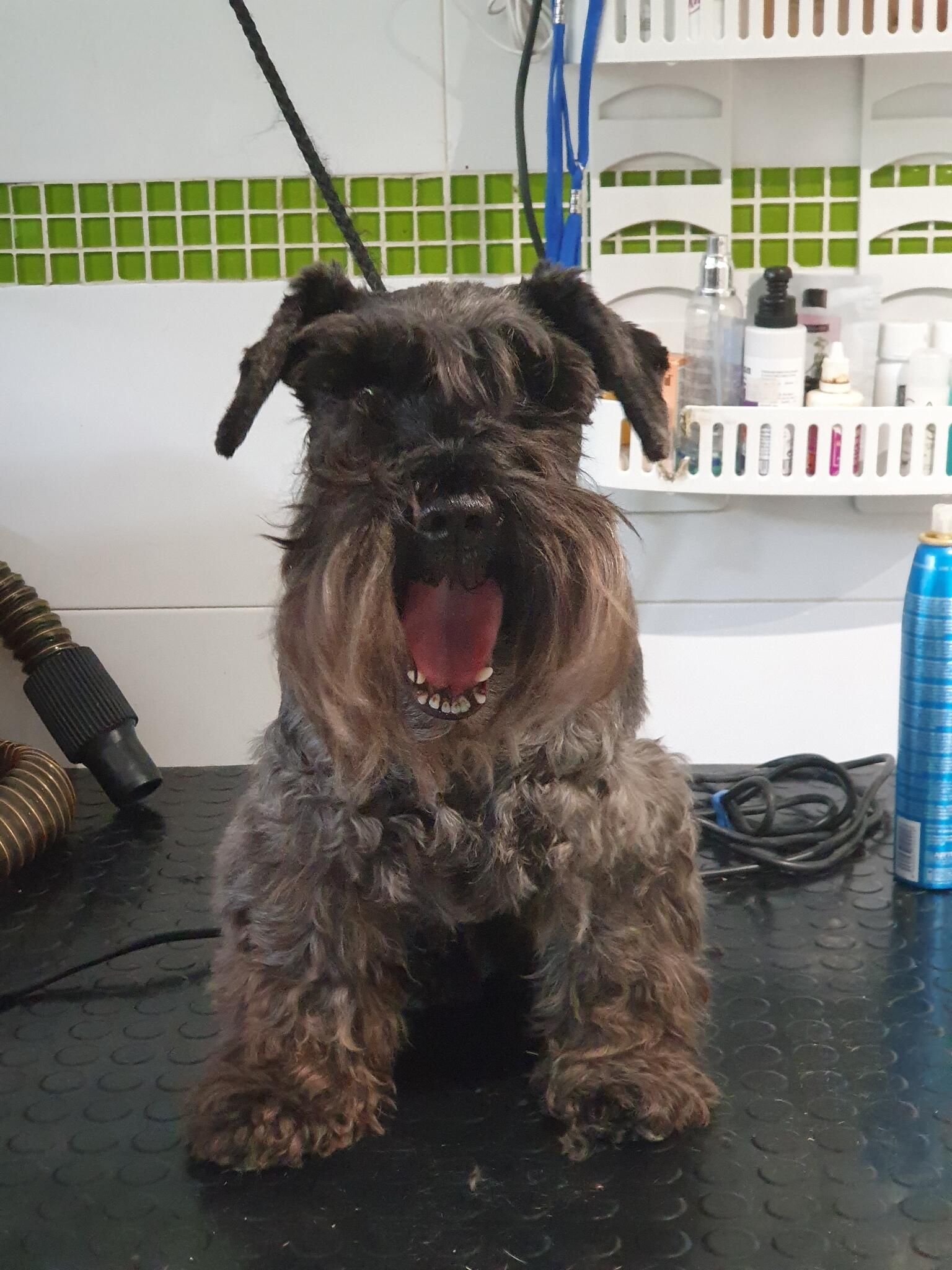 Schnauzer miniatura sentado en la mesa de peluquería, con el pelo recién arreglado
