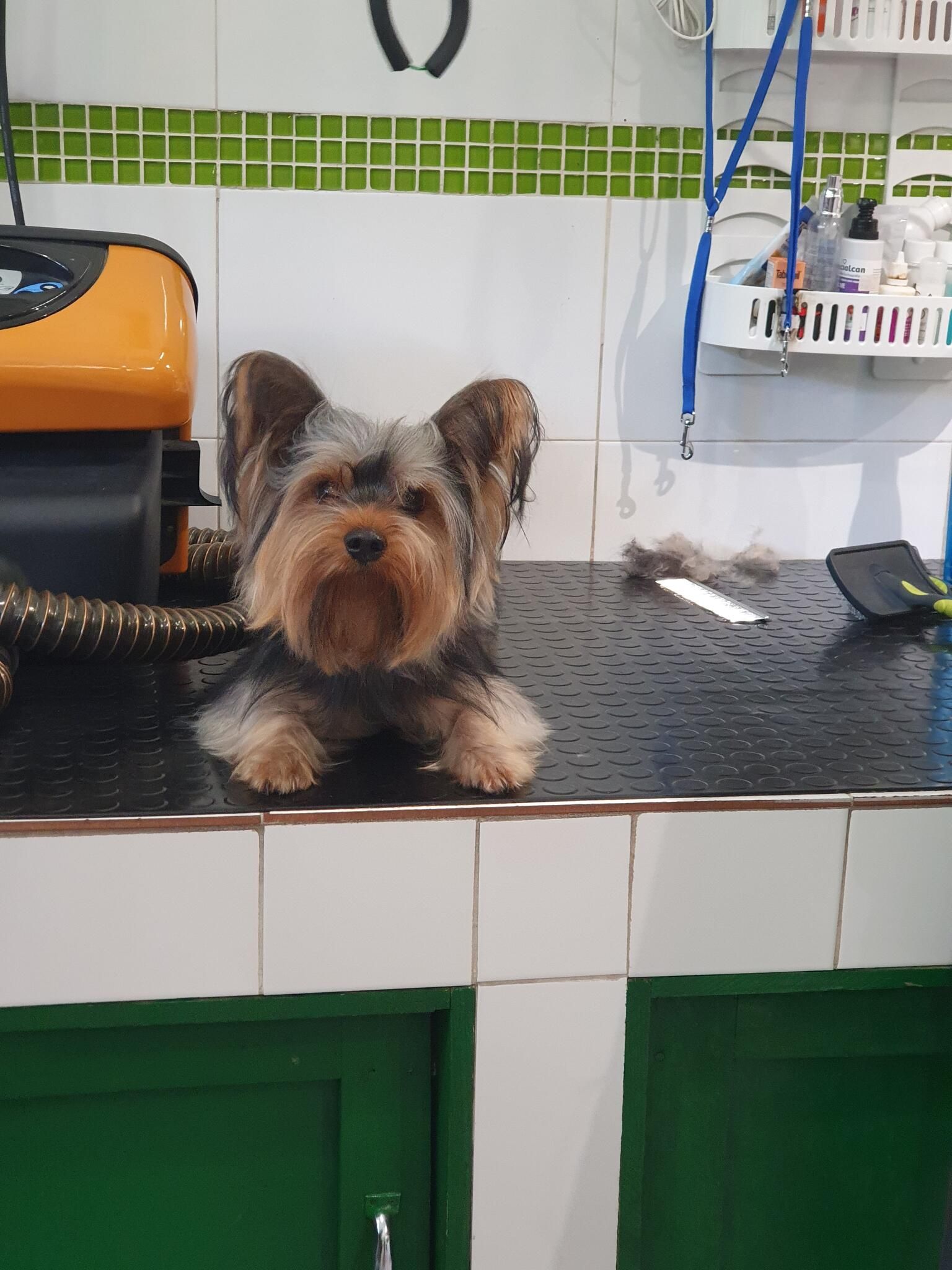 Yorkshire recién arreglado sobre la mesa de peluquería, con el azulejo de cenefa verde detrás