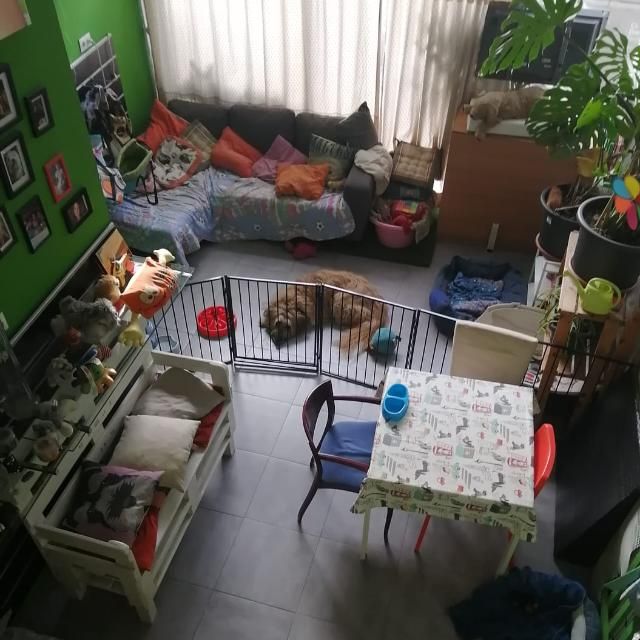 La sala de la guardería vista desde arriba: sofá con cojines de colores, dos perros de pelo largo descansando en el suelo, una mesa con mantel estampado de perros y plantas junto a la ventana