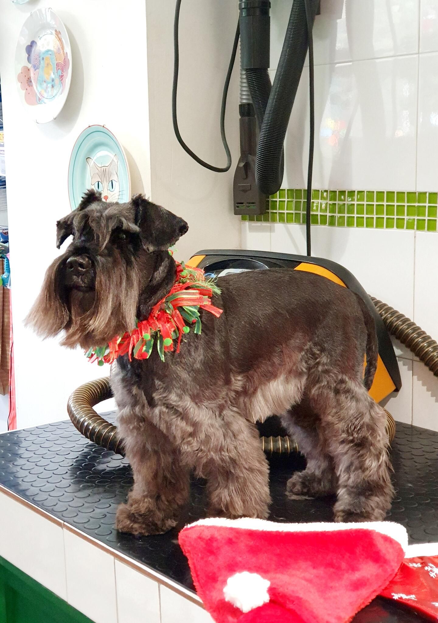 Schnauzer miniatura recién arreglado en la mesa de peluquería, con un collar de espumillón