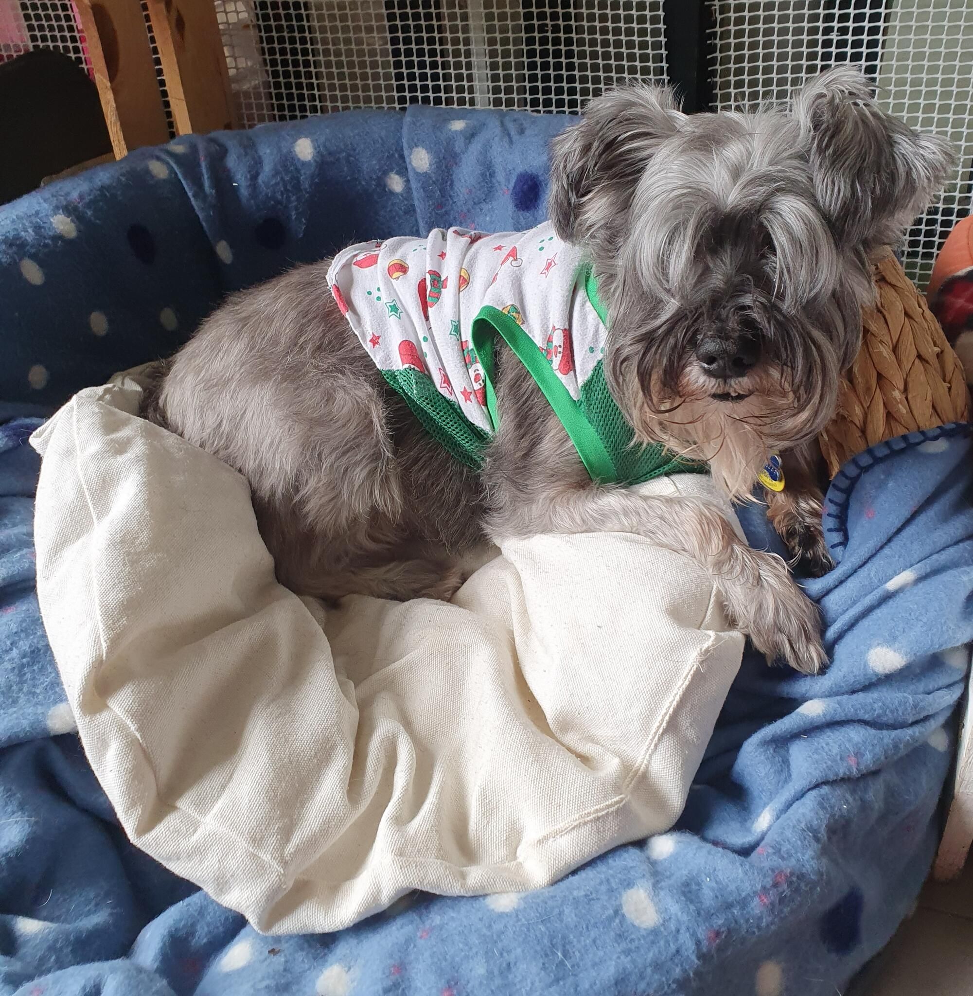 Schnauzer miniatura con camiseta descansando en una cama redonda de la guardería