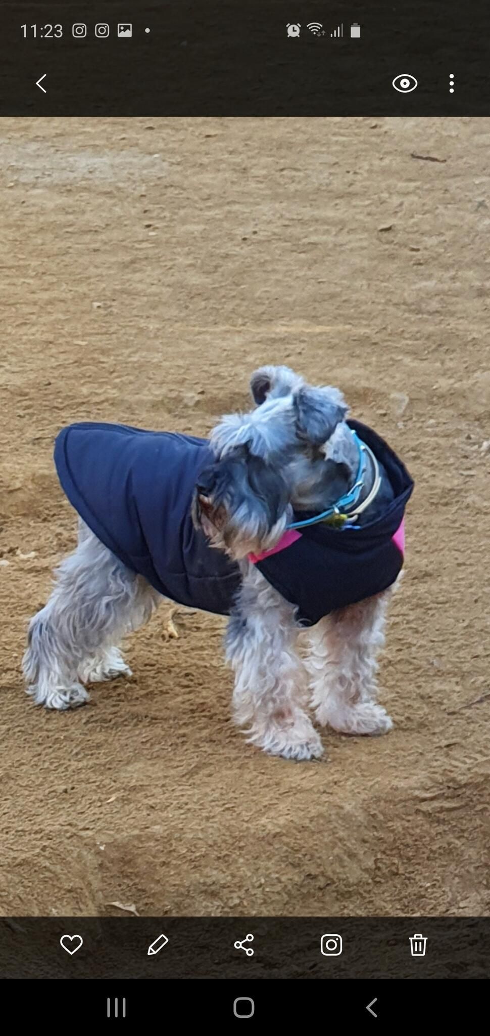 Schnauzer miniatura con abrigo azul de paseo por un parque de tierra