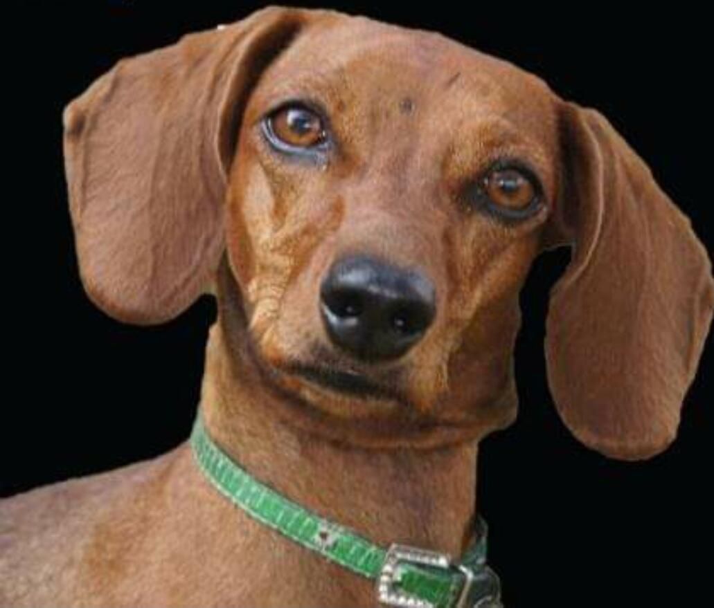 Retrato de un teckel de pelo corto con collar verde sobre fondo negro