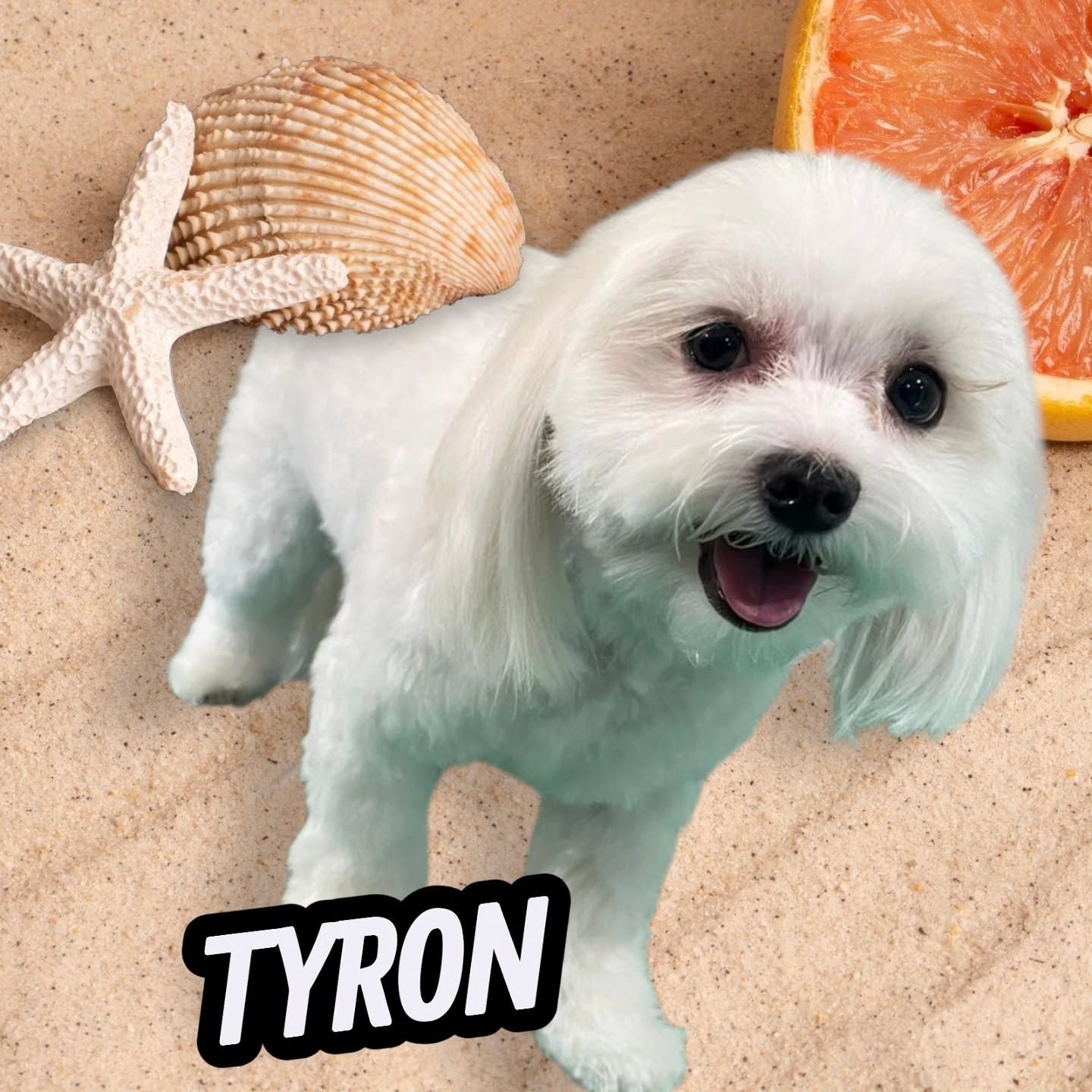 Tyron, un maltés blanco recién arreglado, sobre un fondo de playa con conchas