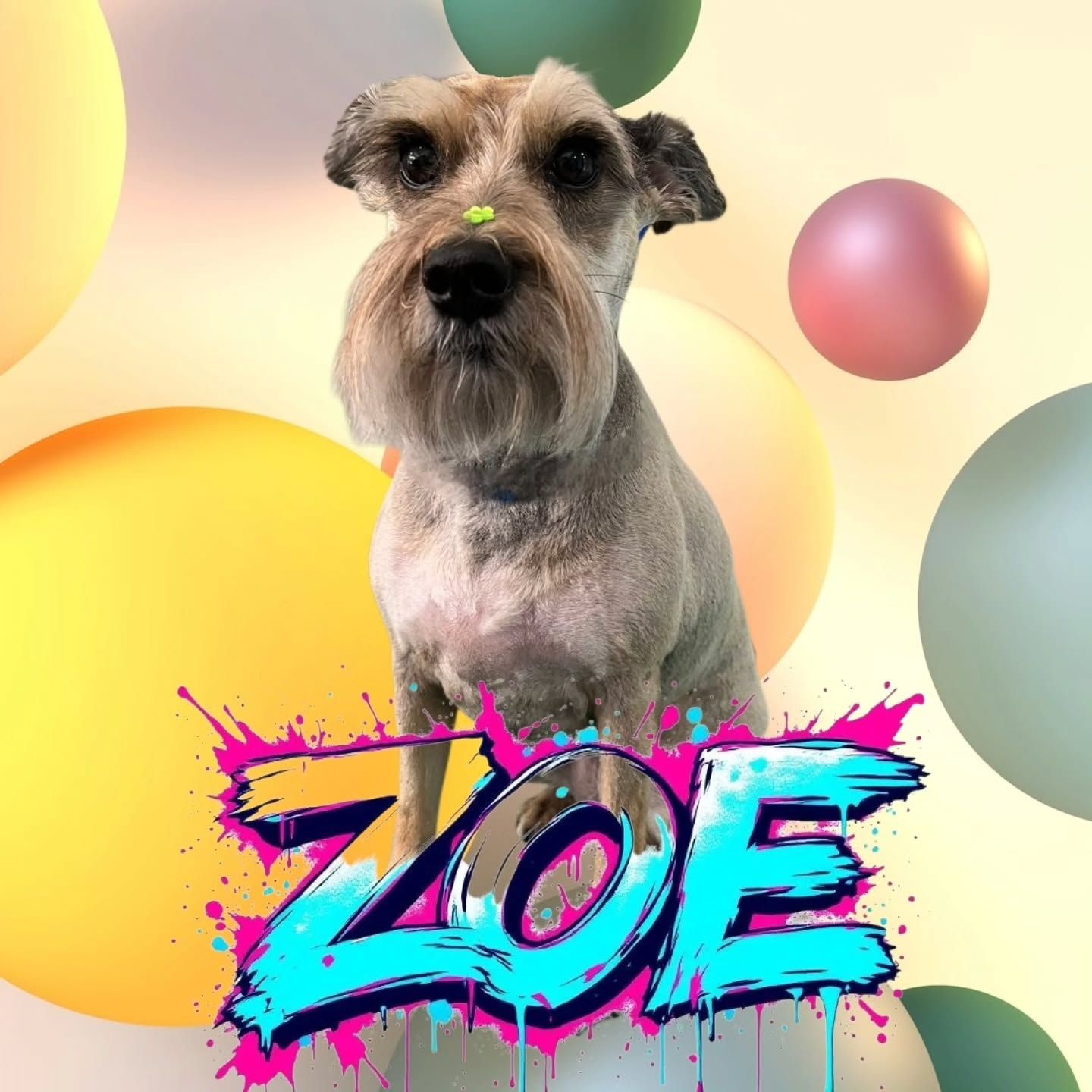 Zoe, una schnauzer miniatura con el corte recién hecho, sobre un fondo de esferas de colores